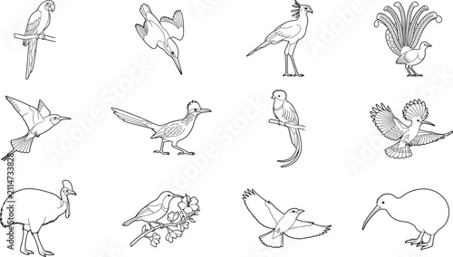 Bild auf Leinwand Bird species outline illustration collection with diverse poses and feather deta