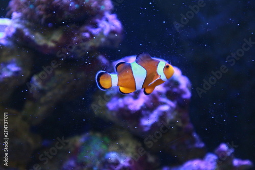 Photography Colorful clownfish swims near glowing purple coral