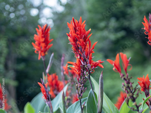 Close-up of vibrant red canna lily flowers, Canna indica,  in full bloom with lush green leaves and a soft blurred background foliage.
