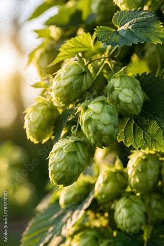 Ripe green hop cones with morning dew hanging on the bine