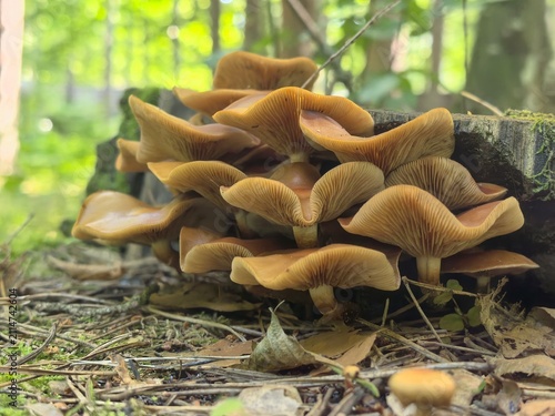 Cuadro en lienzo Underside view of brown mushrooms growing on a tree stump, close-up of gills in