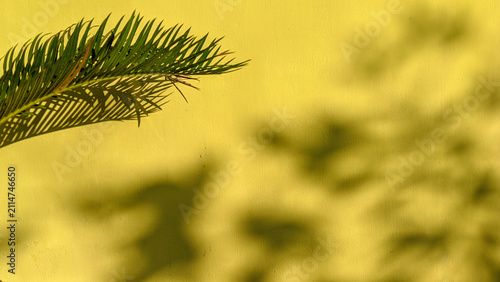 фотографія palm frond arches gracefully against a warm, yellow background