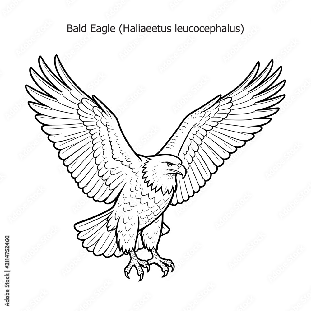 Naklejka premium vector illustration of a flying eagle