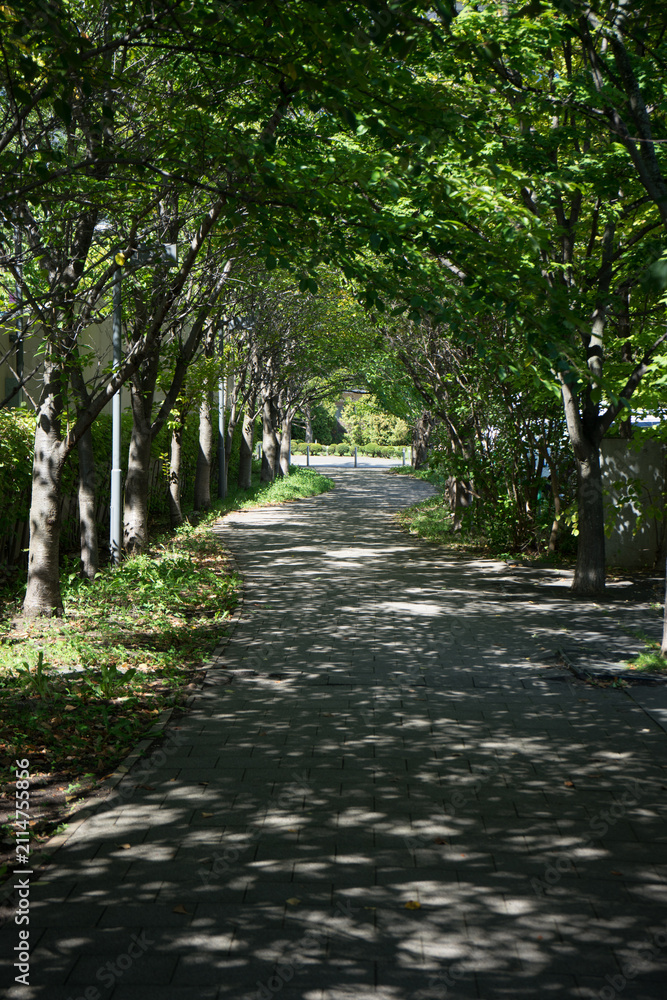 Fototapeta premium 桜の木々の下の広場