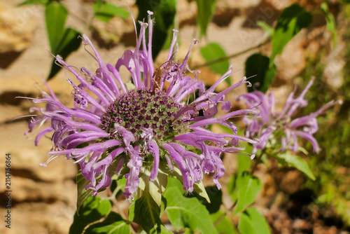Close up of a Wild Bergamot flower (Monarda fistulosa) a very useful herb used in cooking and also for medicinal purposes
