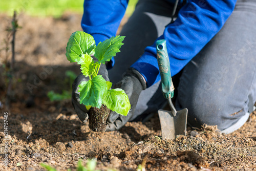 farmer planting a seedling into a soil