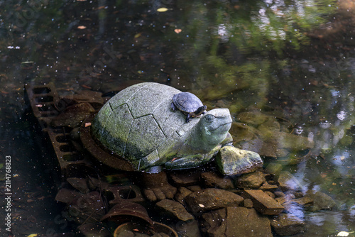 Japanese turtle (Mauremys japonica) (nihon ishigame) in a pond