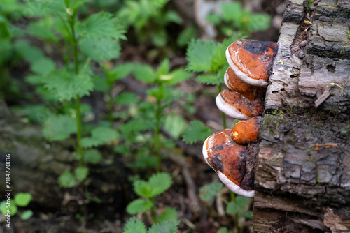 Red-belted conk mushrooms growing on an old tree trunk in a wild green summer forest.