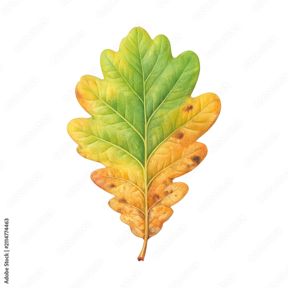 Fototapeta premium PNG Vibrant autumn oak leaf illustration.