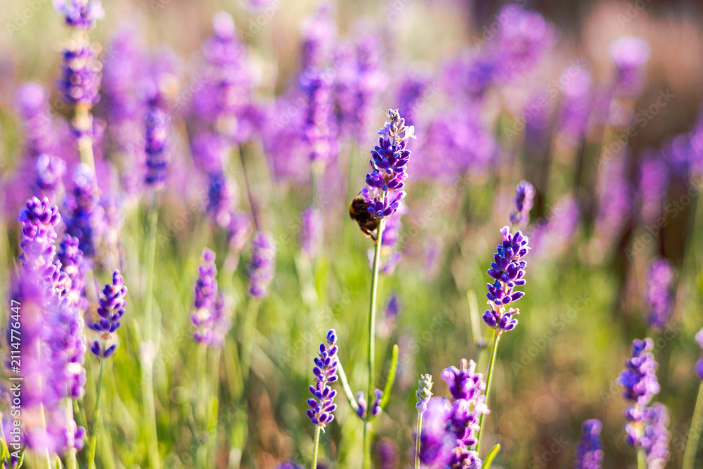 Fototapeta premium Lavender flowers in the morning sunlight. Provence, France. Macro image, shallow depth of field