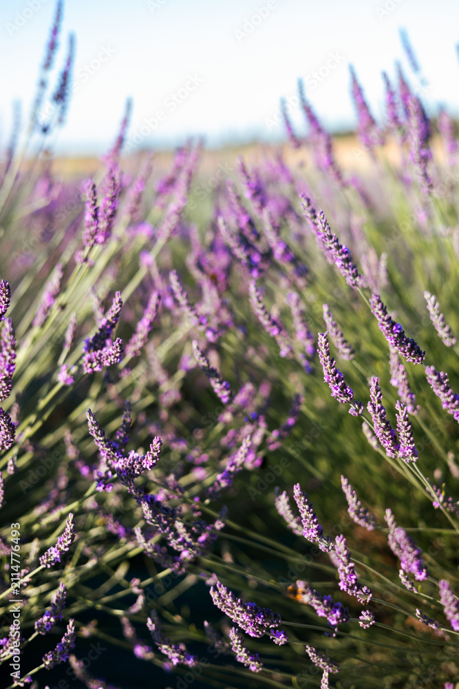 Obraz premium Blooming lavender in a field in Provence. Fantastic summer mood, floral sunset landscape of meadow lavender flowers. Peaceful bright and relaxing nature scenery.
