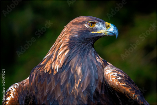 фотографія Steinadler