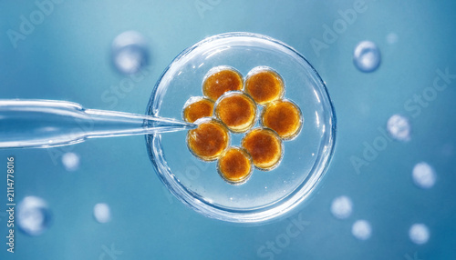 Microscopic view of a human embryo being manipulated in a laboratory setting for in vitro fertilization