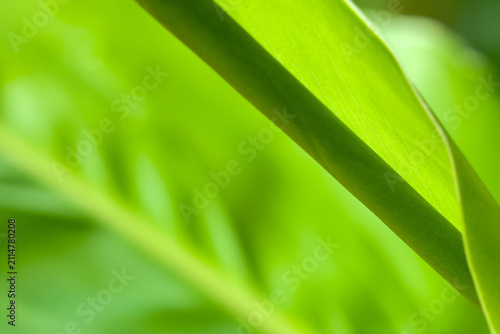Fresh green leaf closeup showing translucent texture and soft natural light with vibrant summer color and calm organic mood