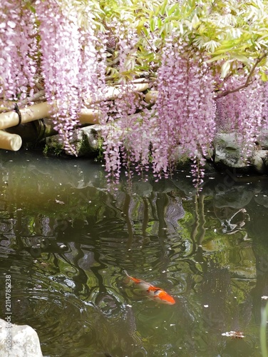 Koi Fish Swimming Under Cherry Blossoms in Calm Pond Water