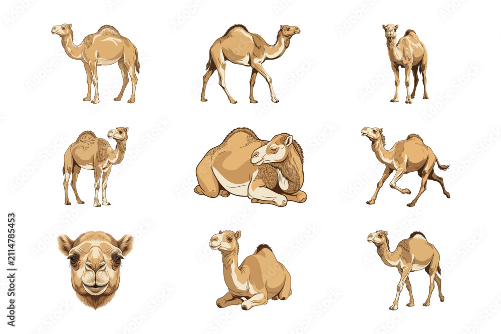 Obraz premium Set of Nine Detailed Camel Illustrations Featuring Various Poses and Desert Animal Expressions