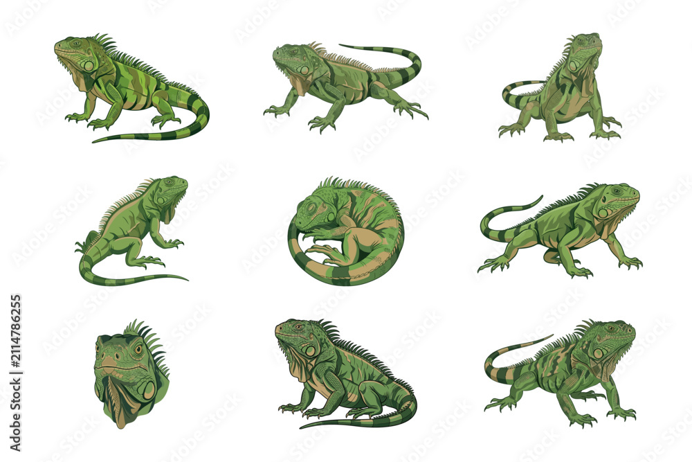 Fototapeta premium Set of Nine Detailed Green Iguana Lizard Illustrations Showing Various Poses Isolated On White