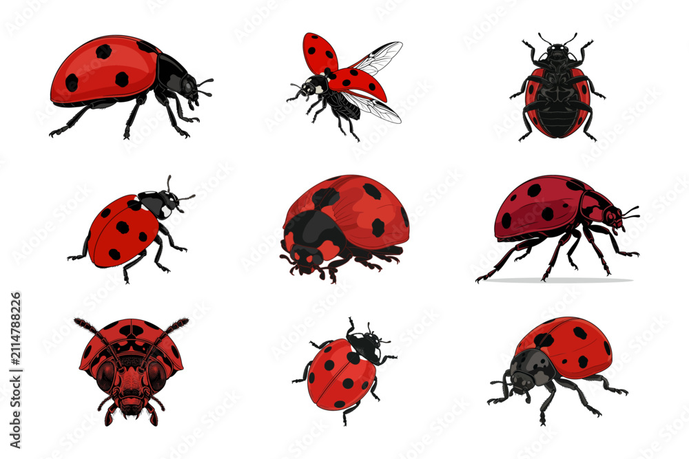 Fototapeta premium Set of Nine Realistic Red Ladybugs with Black Spots Isolated on a Clean White Background Set