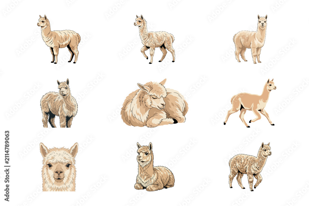 Fototapeta premium Set of cute watercolor illustrations featuring nine different poses of fluffy beige alpacas