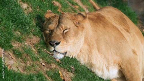 the cute side of lioness, lioness lying on the grass in the afternoon, portrait of female lion resting