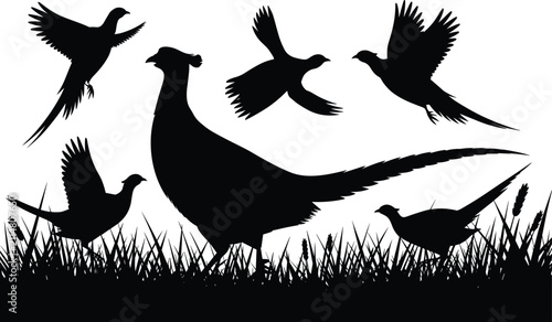 Canvastavla Stunning pheasant silhouettes captured in various natural poses, flying high and