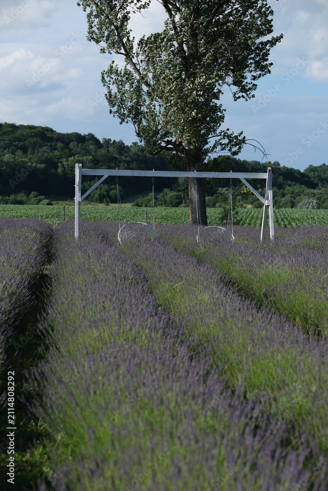 Fototapeta premium Wooden swing set standing in a purple lavender field under a tree