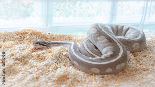 Close up shot of a rare Mystic Potion morph Ball python resting on wood shavings.
