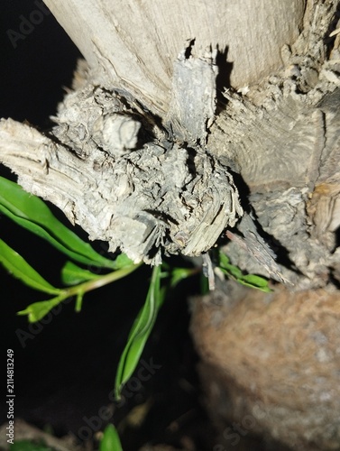 Close Up of Rough Tree Trunk with Fresh Green Leaves