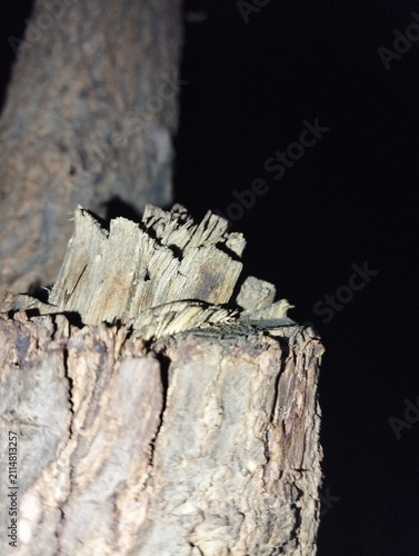 Close Up of Broken Tree Stump with Rough Wood Texture