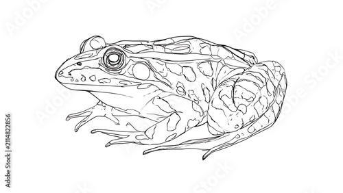 Detailed frog line drawing on white background.