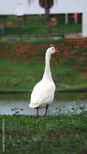Photography White goose standing on green grass near a pond