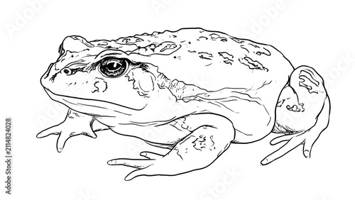 Detailed frog illustration on white background.