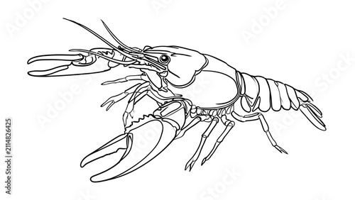 Detailed crayfish illustration on white background.