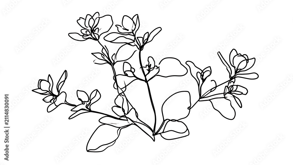 Fototapeta premium Botanical line art illustration white background.