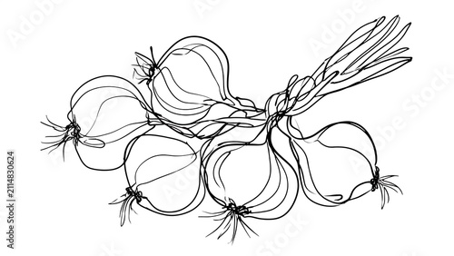 Hand drawn onions with green stems white background.