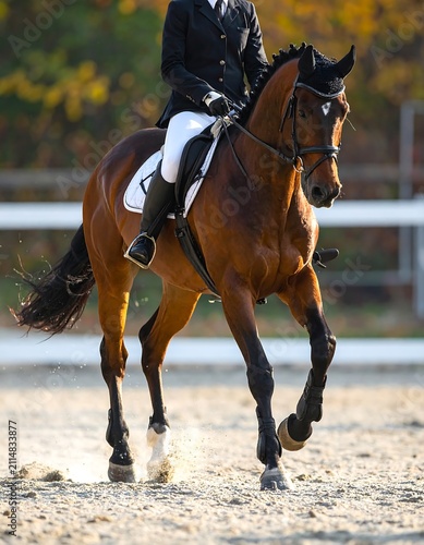 A rider in a black jacket and white pants rides a brown horse with a black mane and tail in a sandy arena