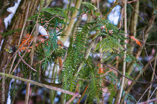 Quadro su tela Green conifer branches in woodland