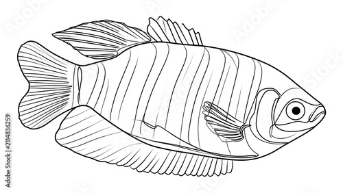 Line art fish illustration on white background.