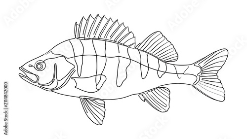 Perch fish line drawing white background.