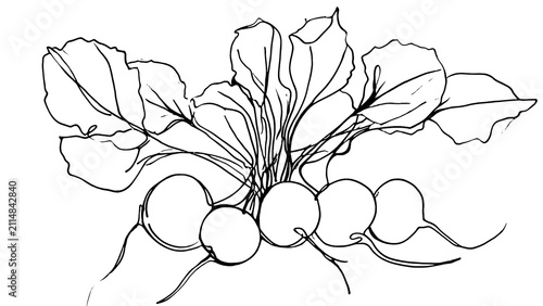 Radish plant illustration white background.