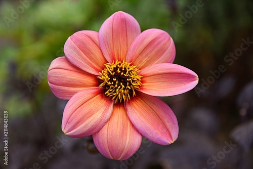 Close-up of a single flower, Dahlia, Happy Single Kiss. Apricot and baby pink petals.