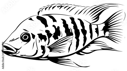 Striped fish illustration on white background.