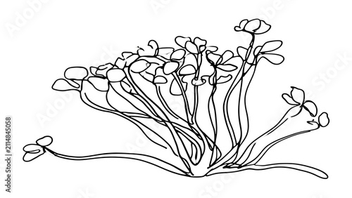 white background clover plant line drawing illustration.