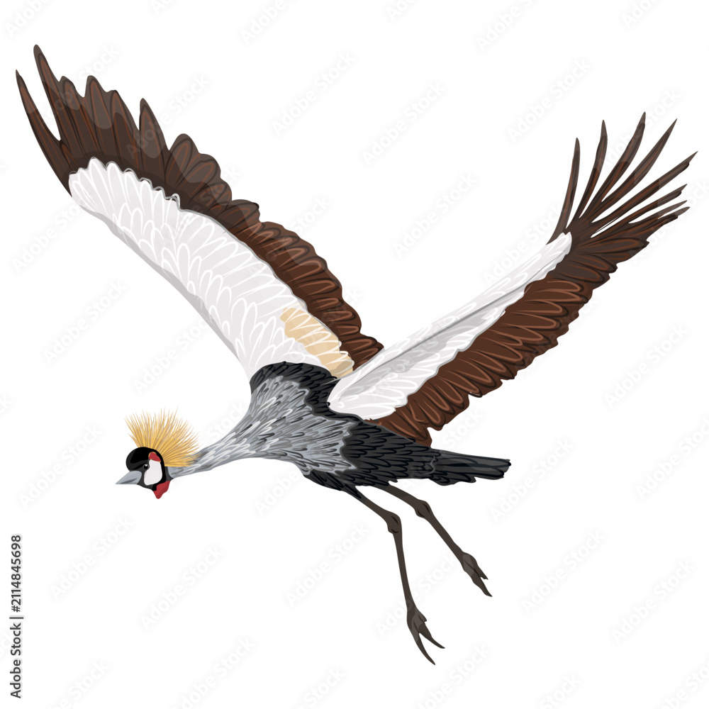 Obraz premium Grey crowned crane bird in majestic flight isolated on white background