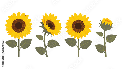 фотографія Set of sunflower stems with blooms and bud on white