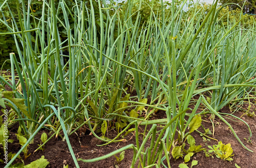 Foto Green onion plants growing among weeds in dark soil garden bed