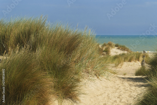 New plantings of Ammophila arenaria, a species of grass in the Poaceae family, known as marram grass. It is planted to retain sand on the vast beach of Dunkirk.