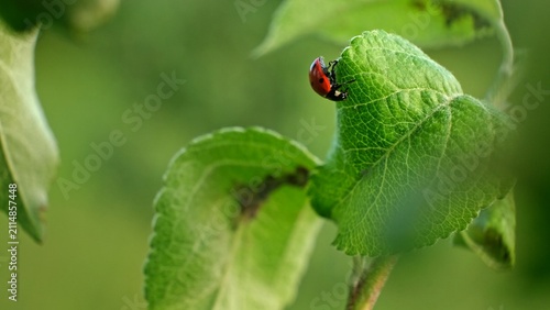 Fotografía Ladybug and aphid on leaf