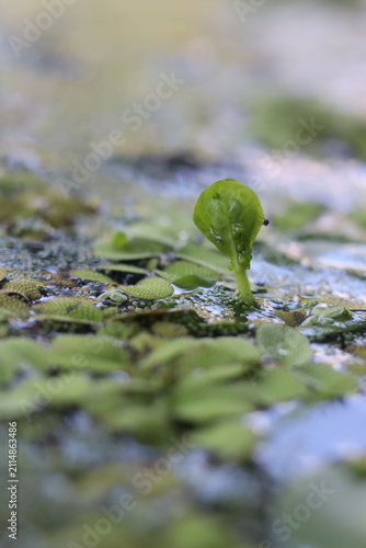 Obraz na płótnie A tiny green sprout emerges from a surface covered in aquatic plants, symbolizing new life and resilience