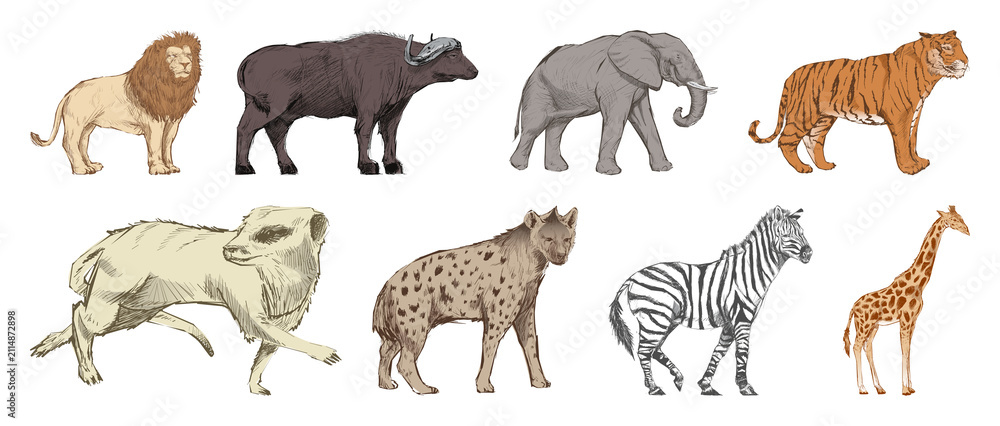 Obraz premium Illustrated African wildlife animals element set